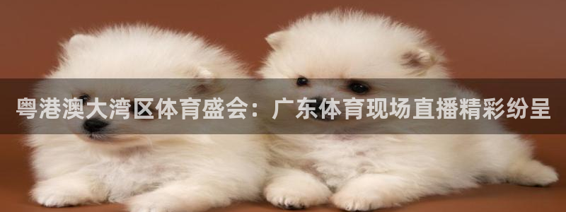 河豚体育直播免费观看：粤港澳大湾区体育盛会：广东体育现场直播精彩纷呈