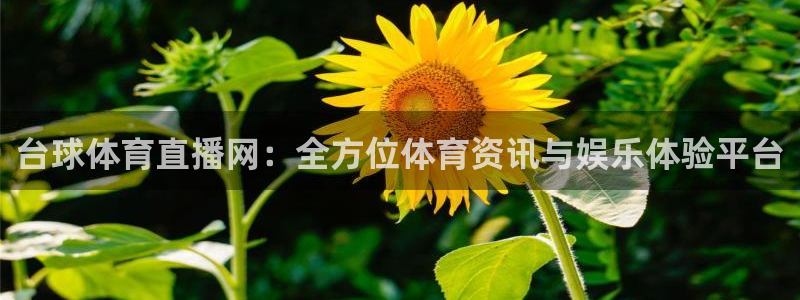 河豚体育直播免费观看：台球体育直播网：全方位体育资讯与娱乐体验平台