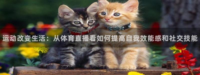 河豚体育直播免费：运动改变生活：从体育直播看如何提高自我效能感和社交技能