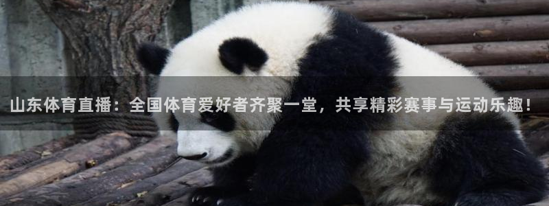 河豚直播nba免费观看：山东体育直播：全国体育爱好者齐聚一堂，共享精彩赛事与运动乐趣！